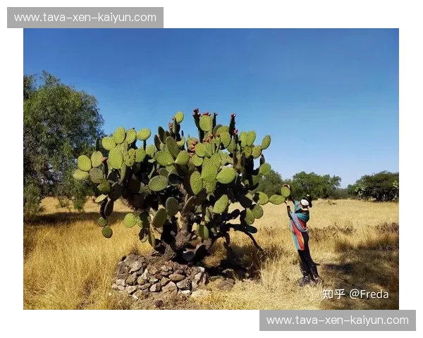 桑巴舞步对撞仙人掌之魂：巴西vs墨西哥，一场赌上尊严的美洲巅峰博弈